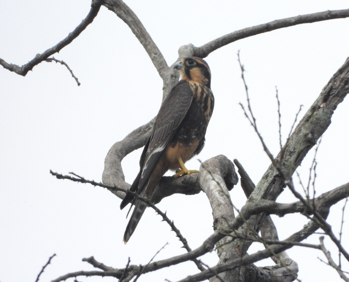 Aplomado Falcon - ML645352871