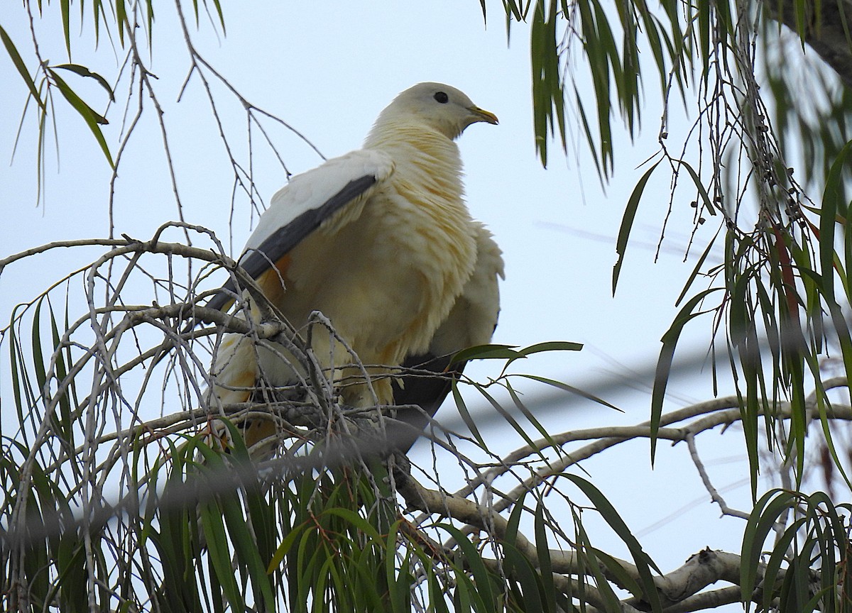 holub pobřežní - ML645352876