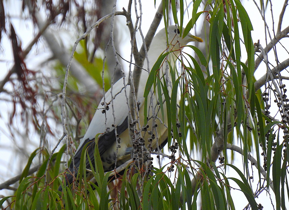 holub pobřežní - ML645352884