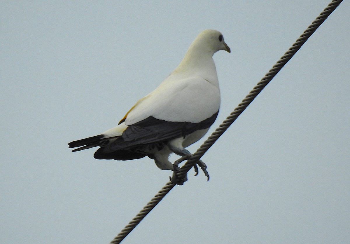 holub pobřežní - ML645352892