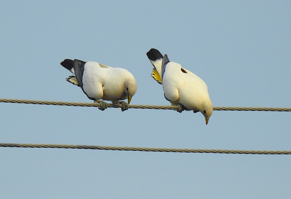 holub pobřežní - ML645352896