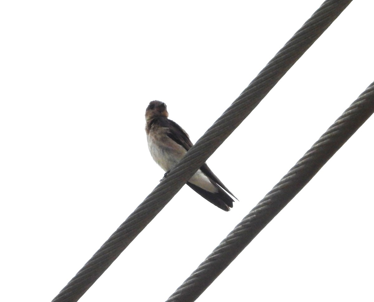 Southern Rough-winged Swallow - ML645352912
