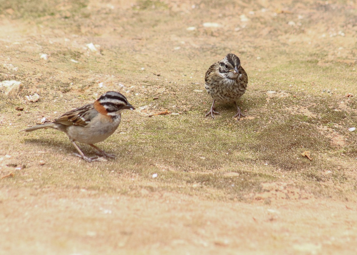 Rufous-collared Sparrow - ML645352913
