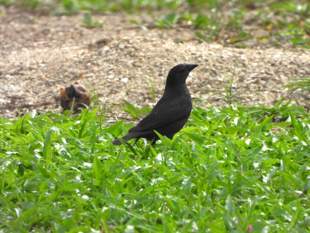 Shiny Cowbird - ML645352933