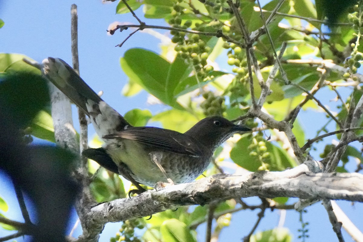 drozdec antilský - ML645352940