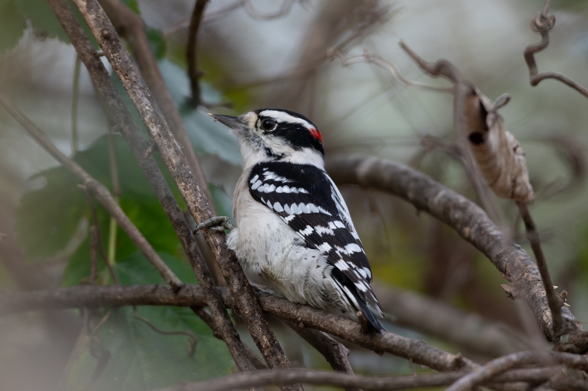 Downy Woodpecker - ML645352944