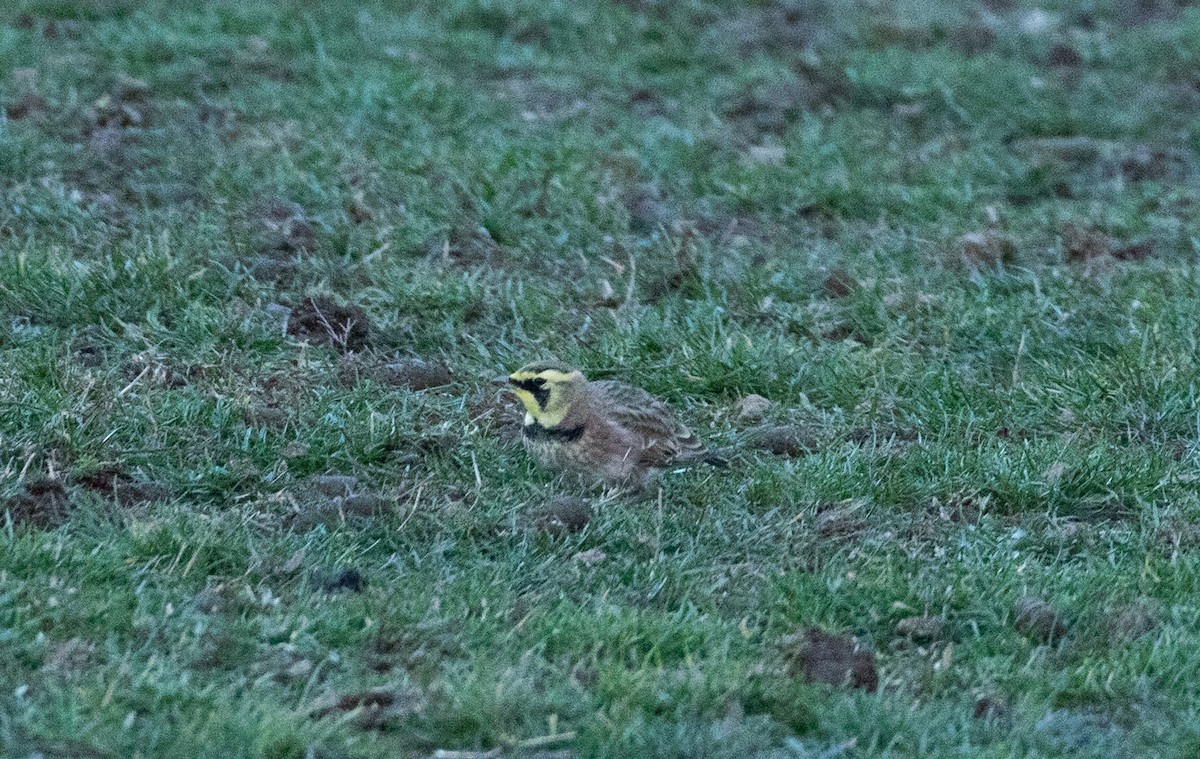 ハマヒバリ - ML645352949