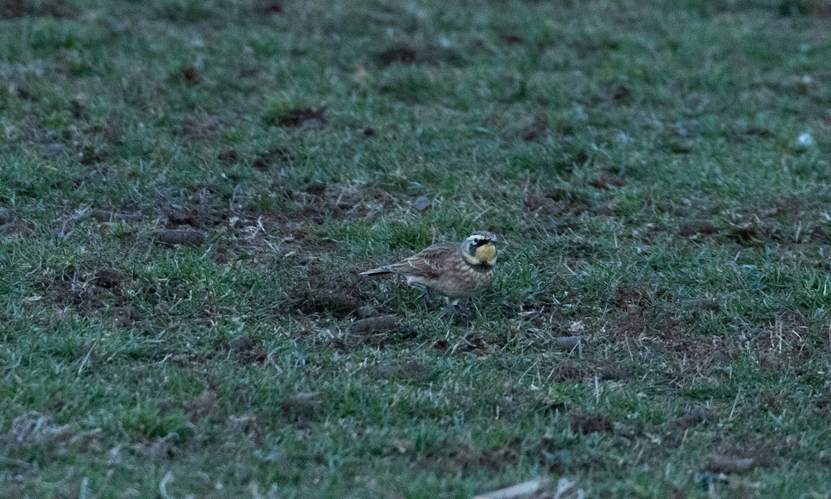 ハマヒバリ - ML645352952