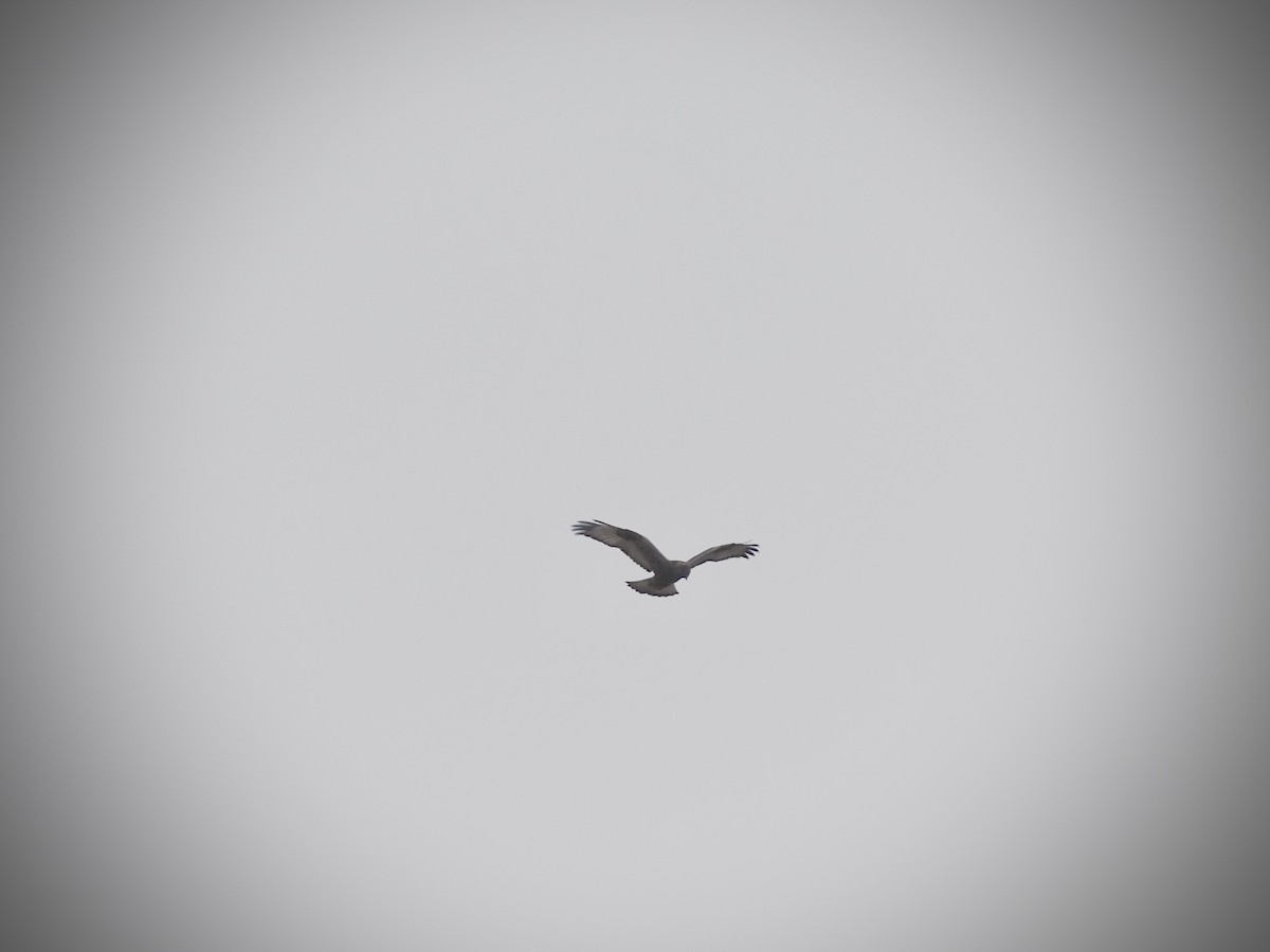 Rough-legged Hawk - ML645352953