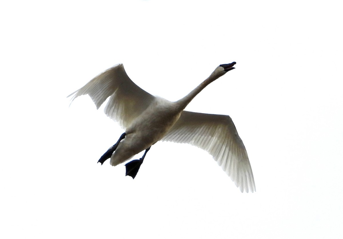 Trumpeter Swan - ML645352956