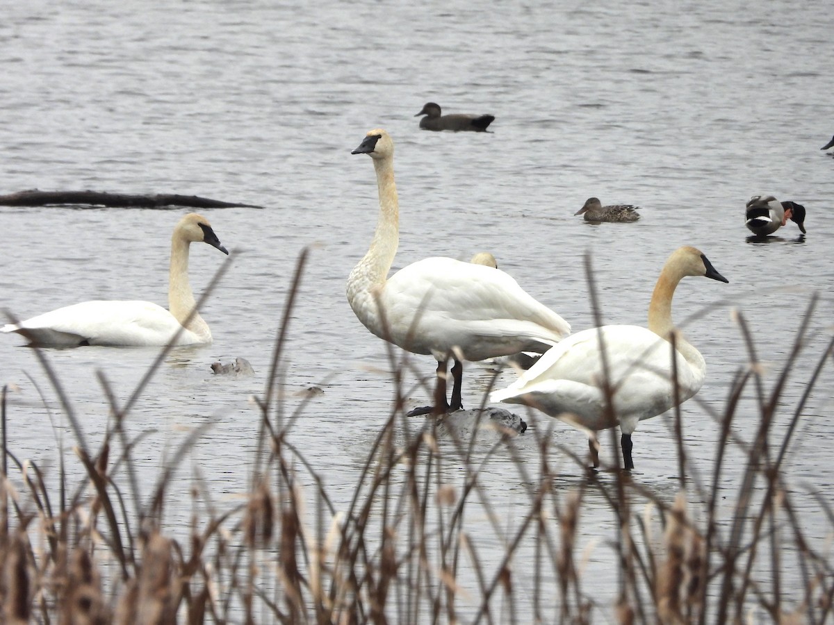 Trumpeter Swan - ML645352957