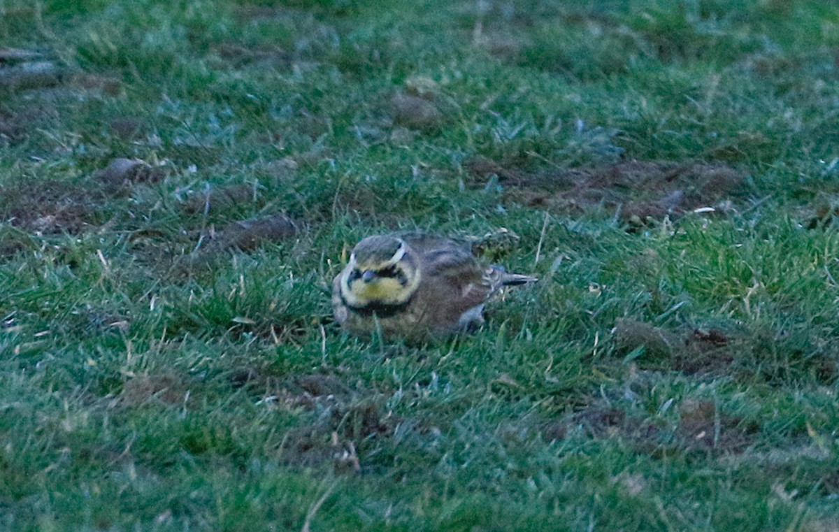 ハマヒバリ - ML645352959