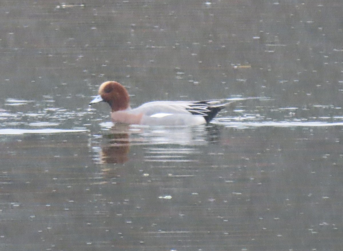 Eurasian Wigeon - ML645352968