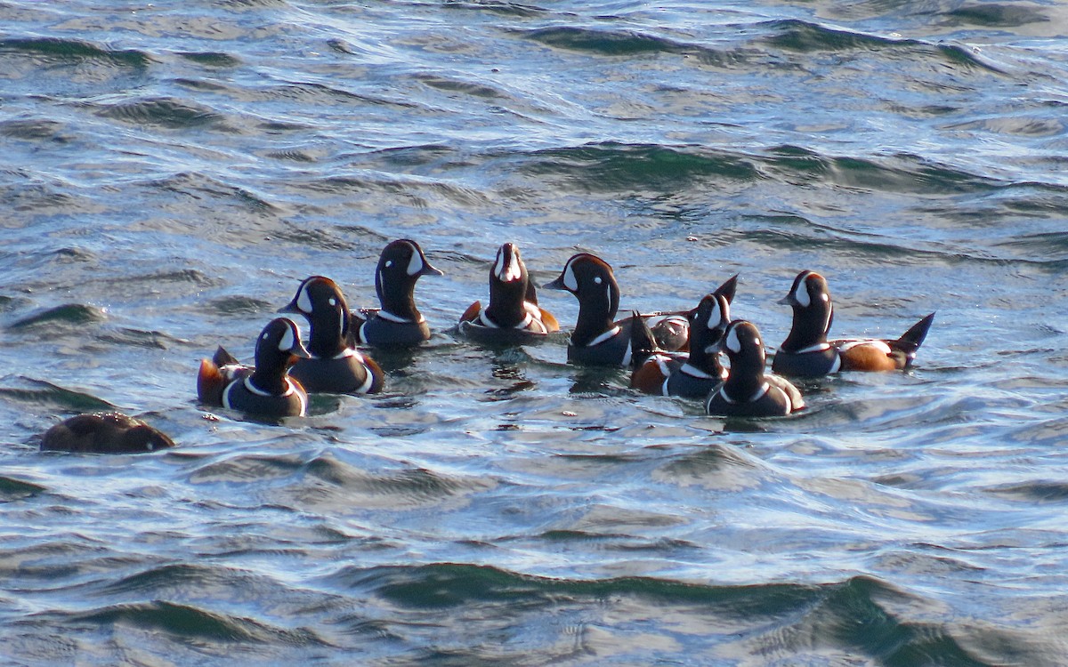 Harlequin Duck - ML645352982