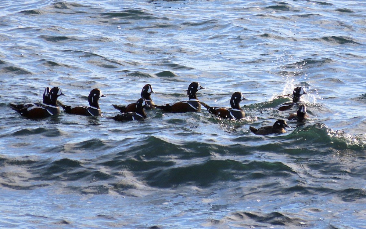 Harlequin Duck - ML645352993