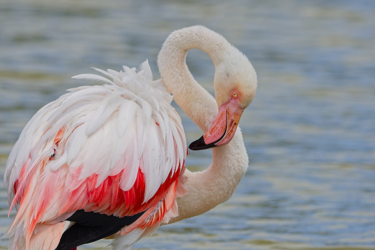 Greater Flamingo - ML645352994