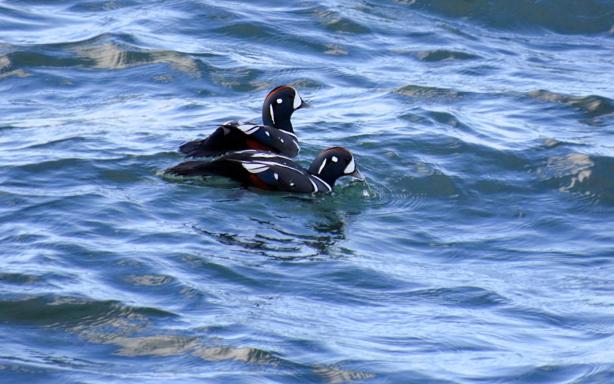 Harlequin Duck - ML645353003