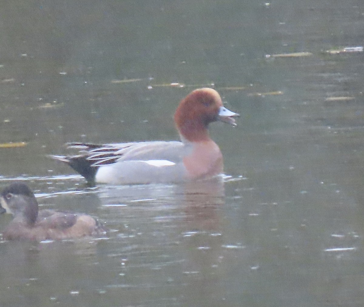 Eurasian Wigeon - ML645353004