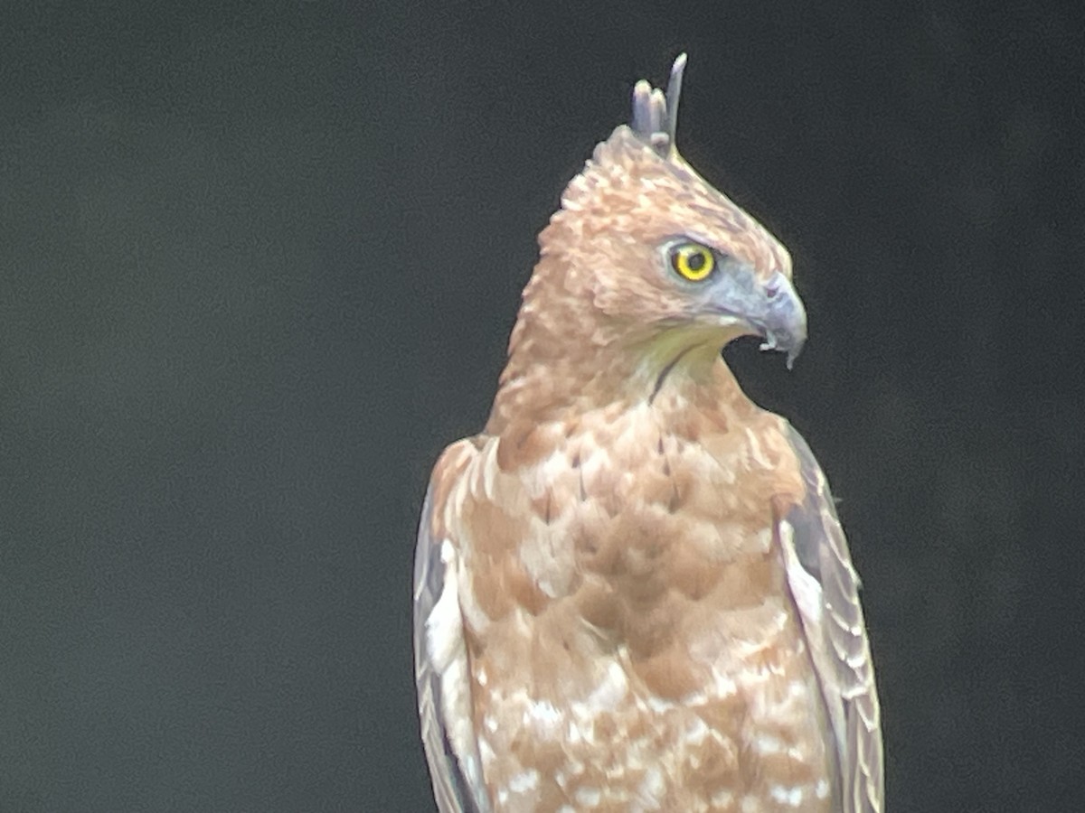 Wallace's Hawk-Eagle - ML645353008