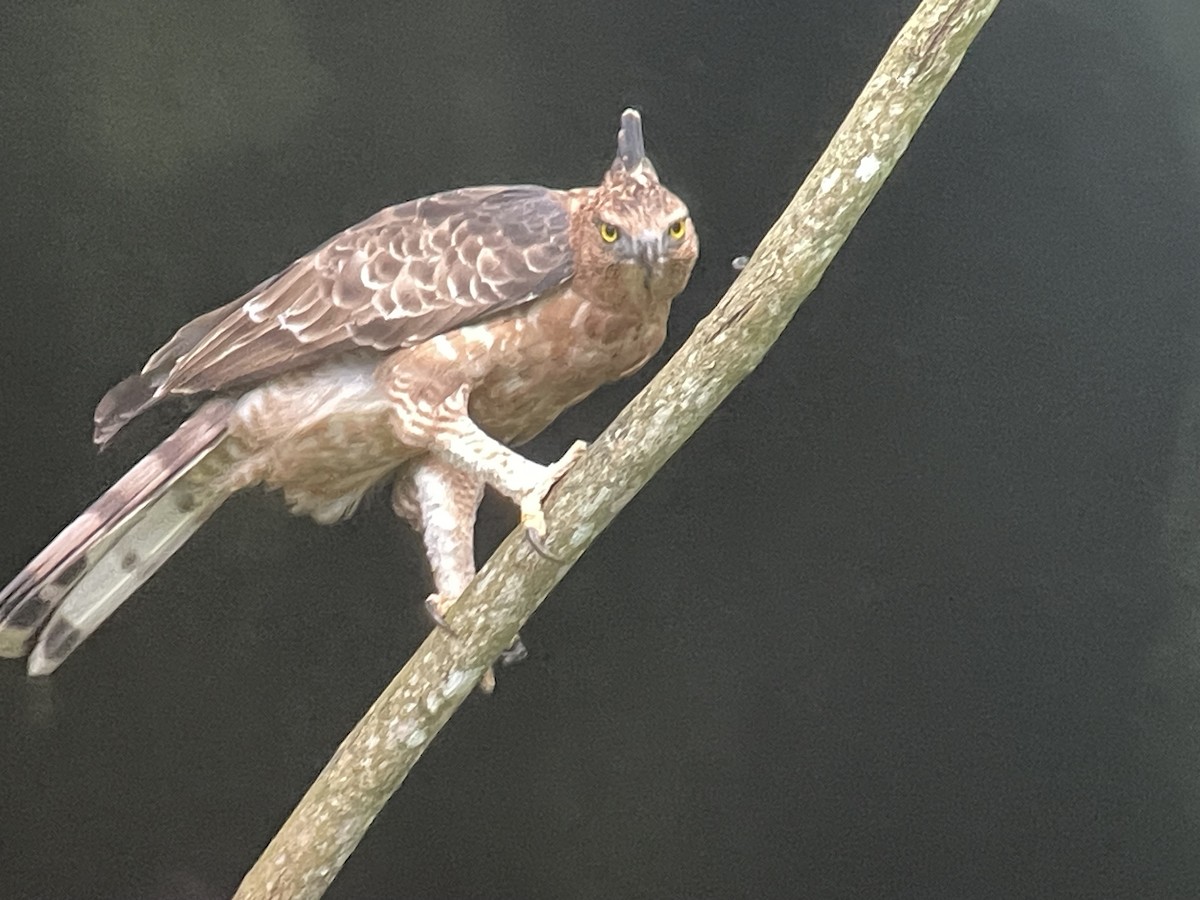 Wallace's Hawk-Eagle - ML645353009