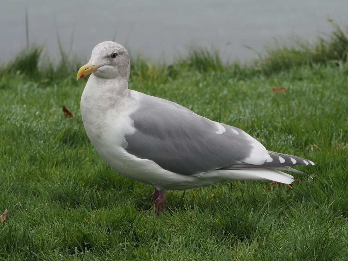 Western x Glaucous-winged Gull (hybrid) - ML645353014