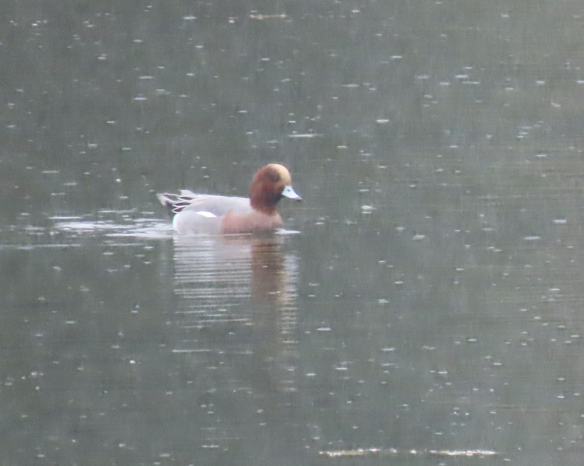 Eurasian Wigeon - ML645353018