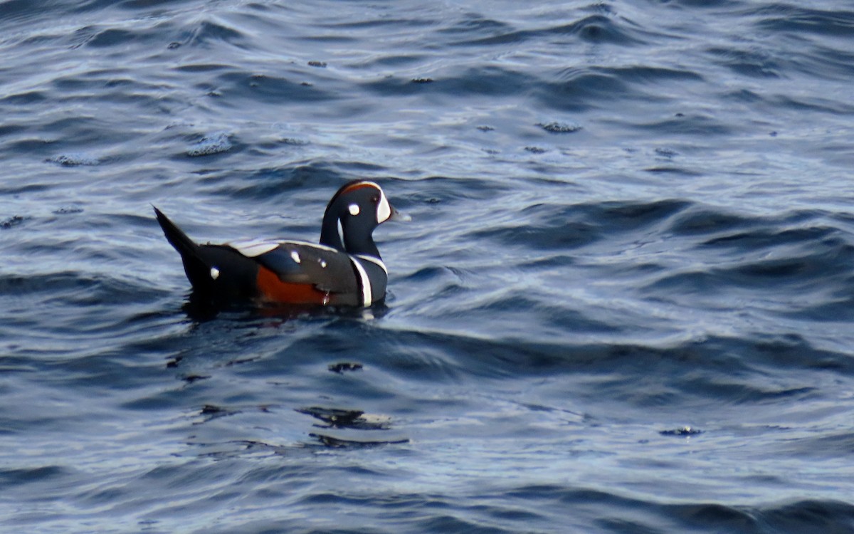 Harlequin Duck - ML645353019