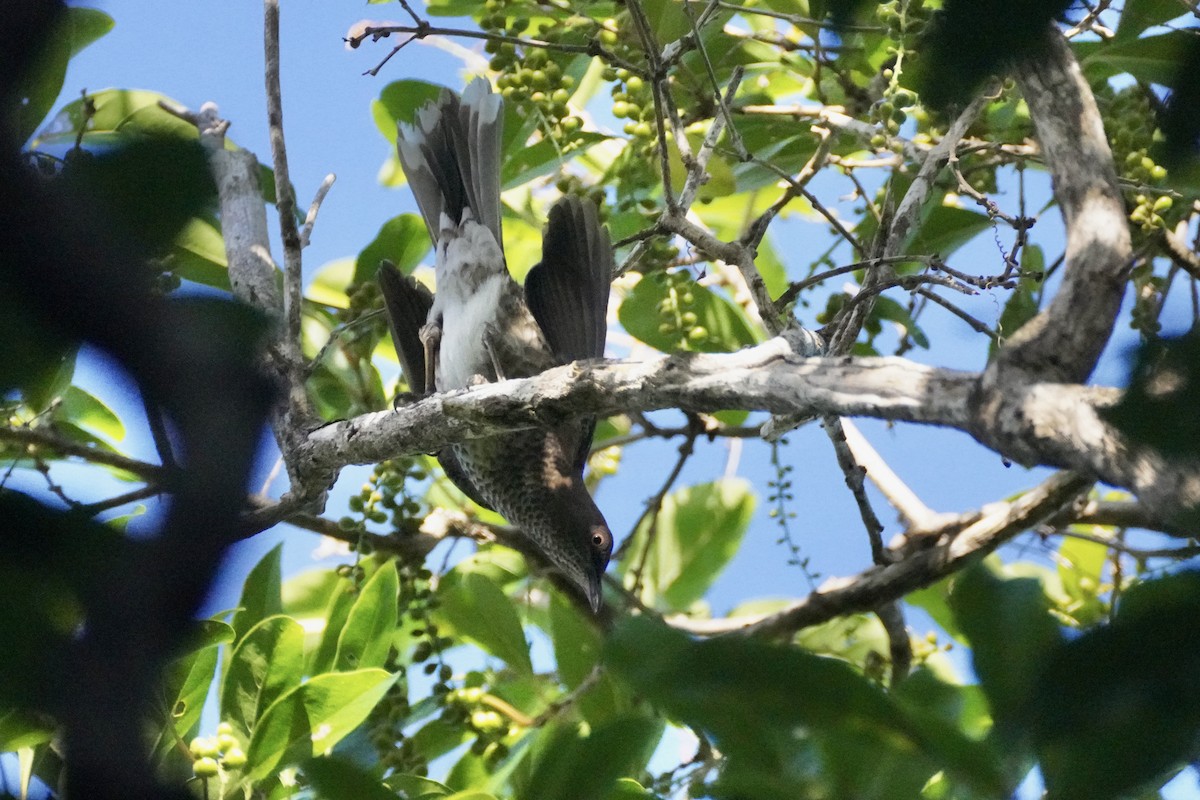 drozdec antilský - ML645353020