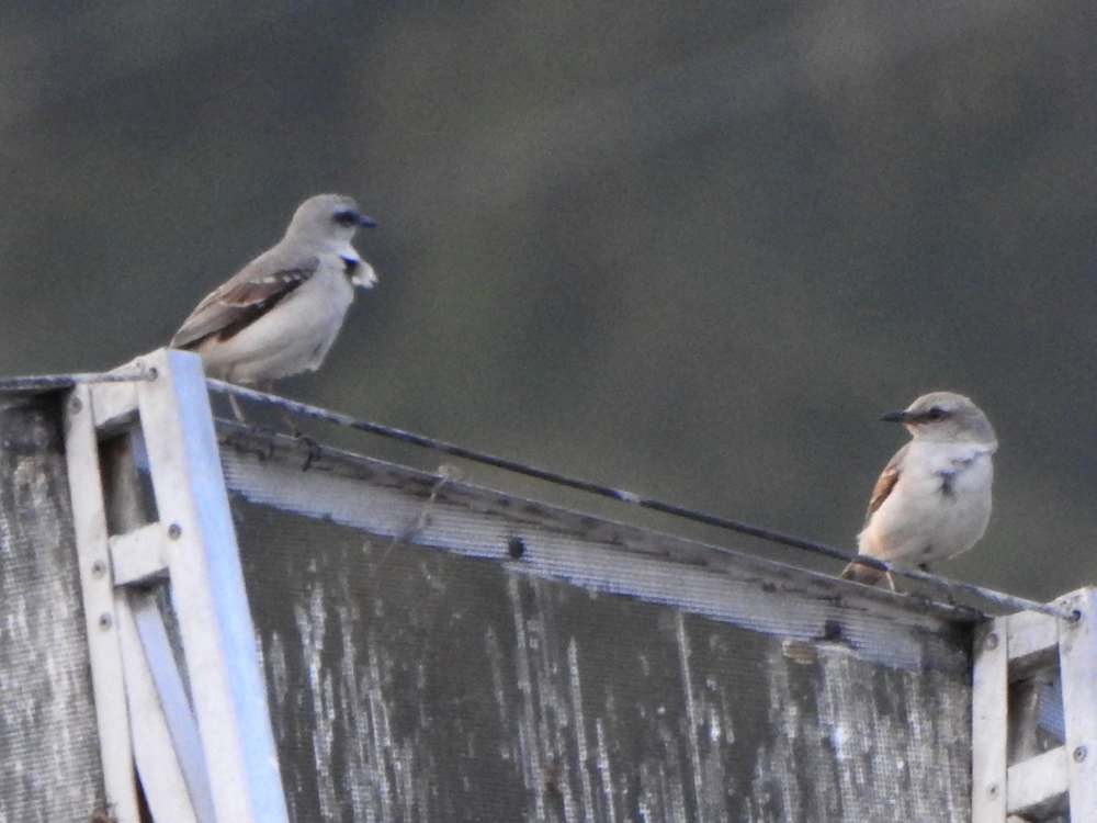 Tropikal Taklitçi - ML645353026