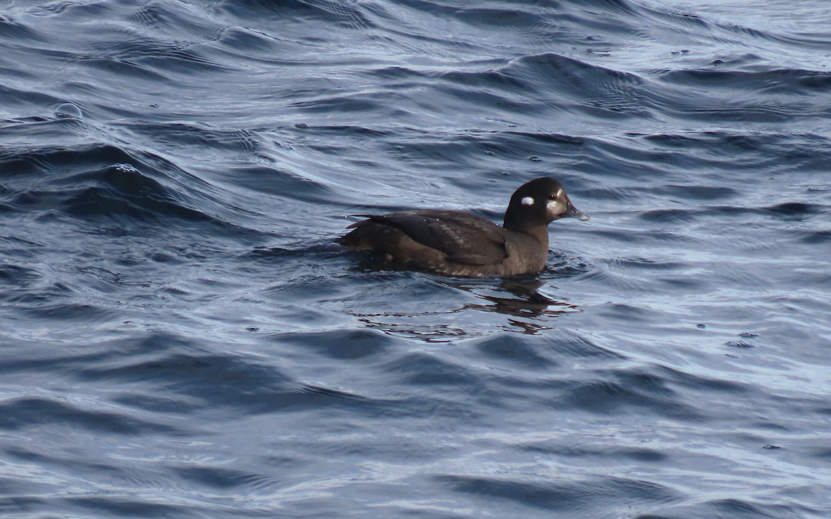 Harlequin Duck - ML645353028