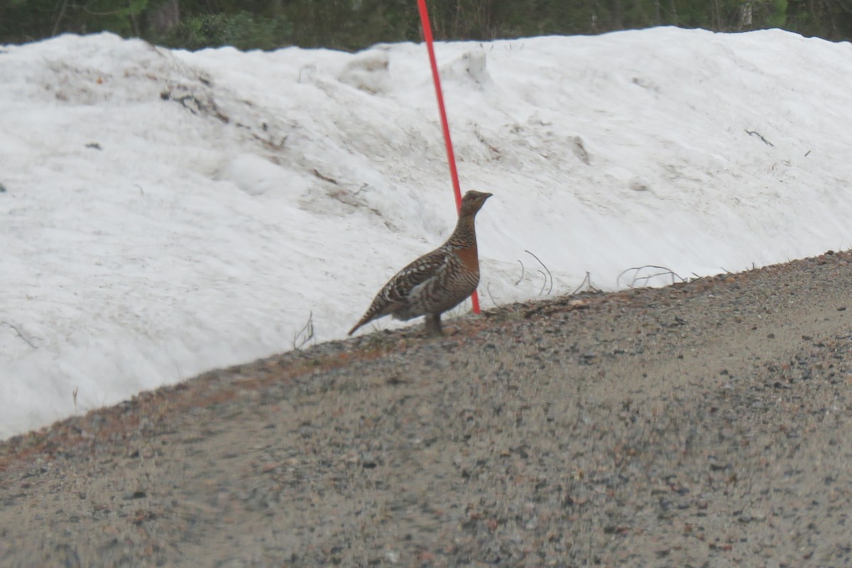 Western Capercaillie - ML645353034