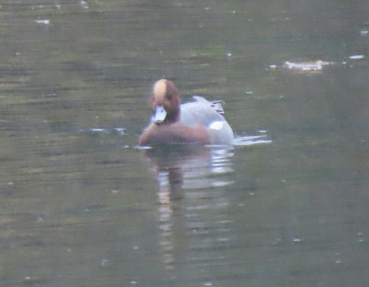 Eurasian Wigeon - ML645353036