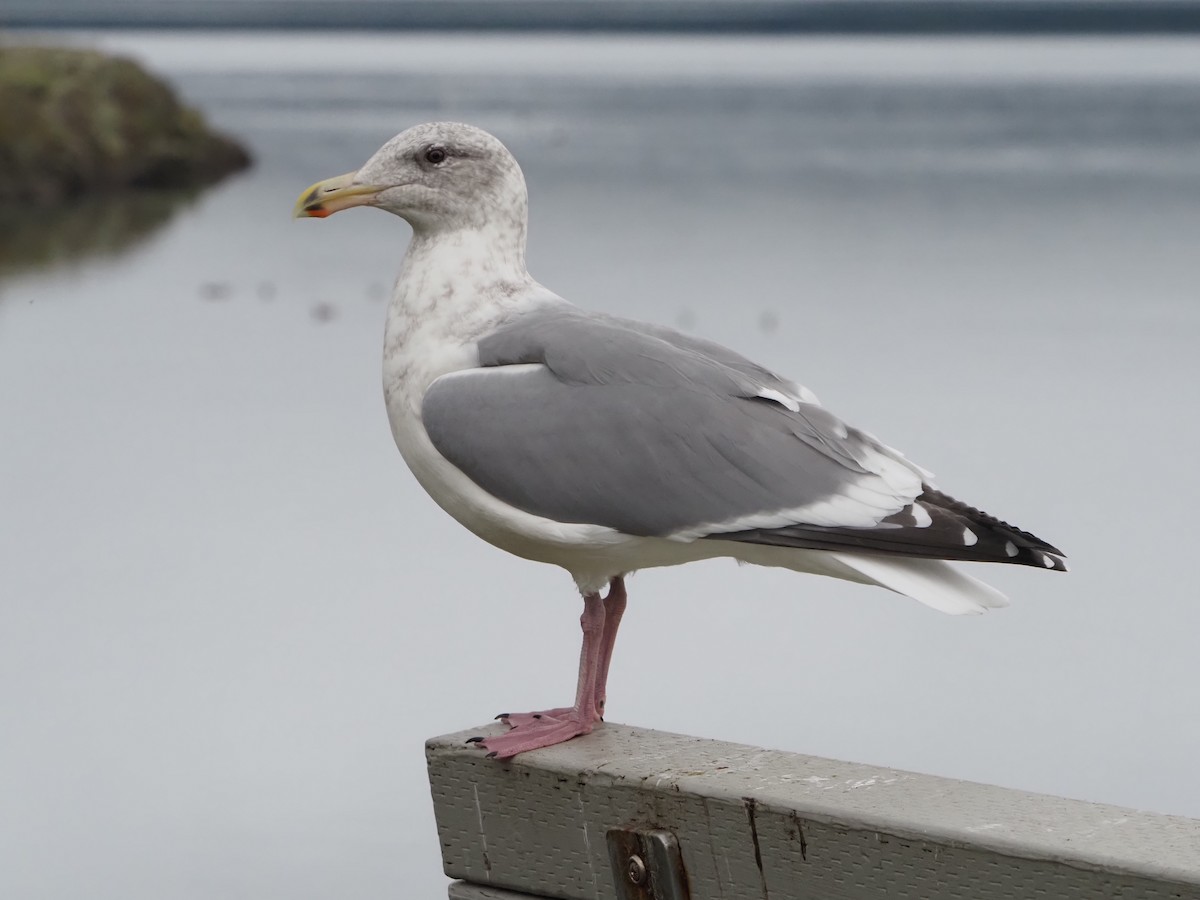 Western x Glaucous-winged Gull (hybrid) - ML645353038