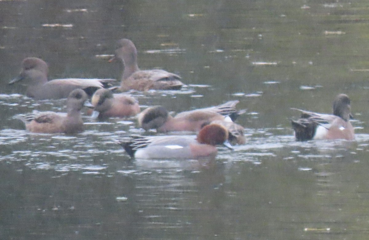 Eurasian Wigeon - ML645353054