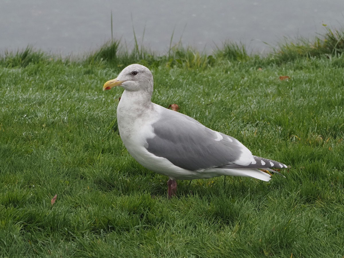 Western x Glaucous-winged Gull (hybrid) - ML645353056