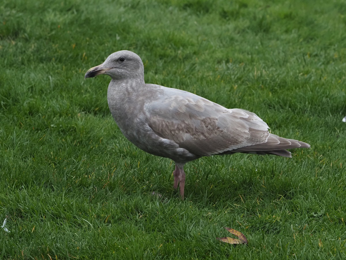 Western x Glaucous-winged Gull (hybrid) - ML645353065