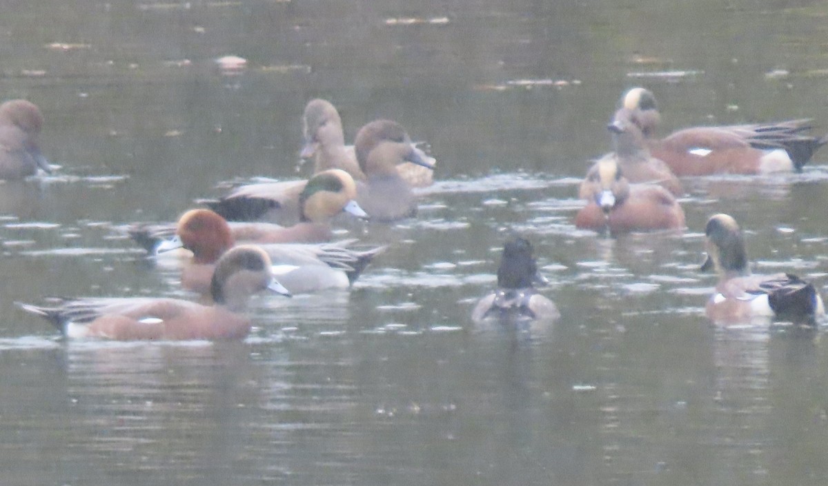 Eurasian Wigeon - ML645353072