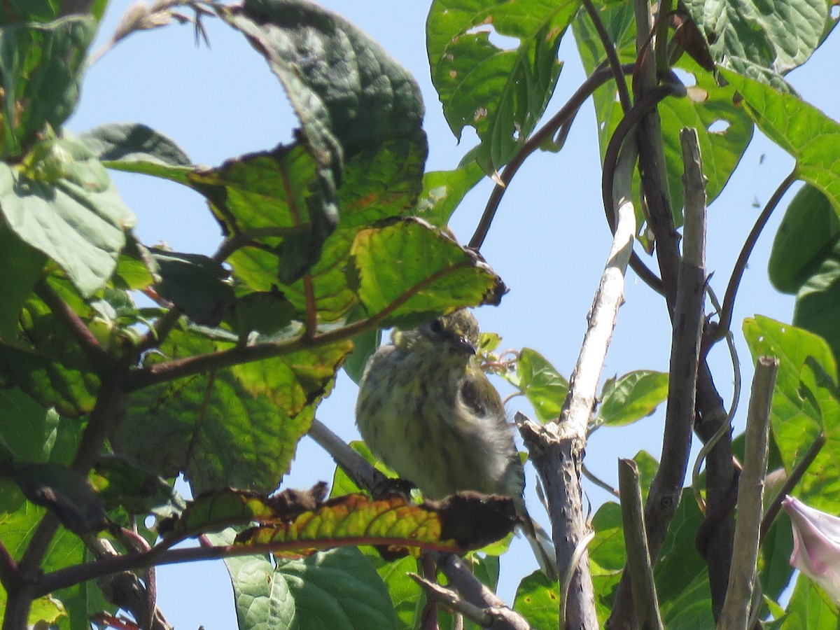 ホオアカアメリカムシクイ - ML645353075