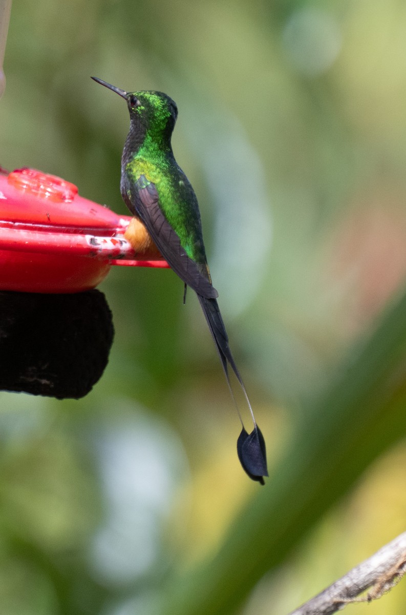 Peruvian Racket-tail - ML645353076