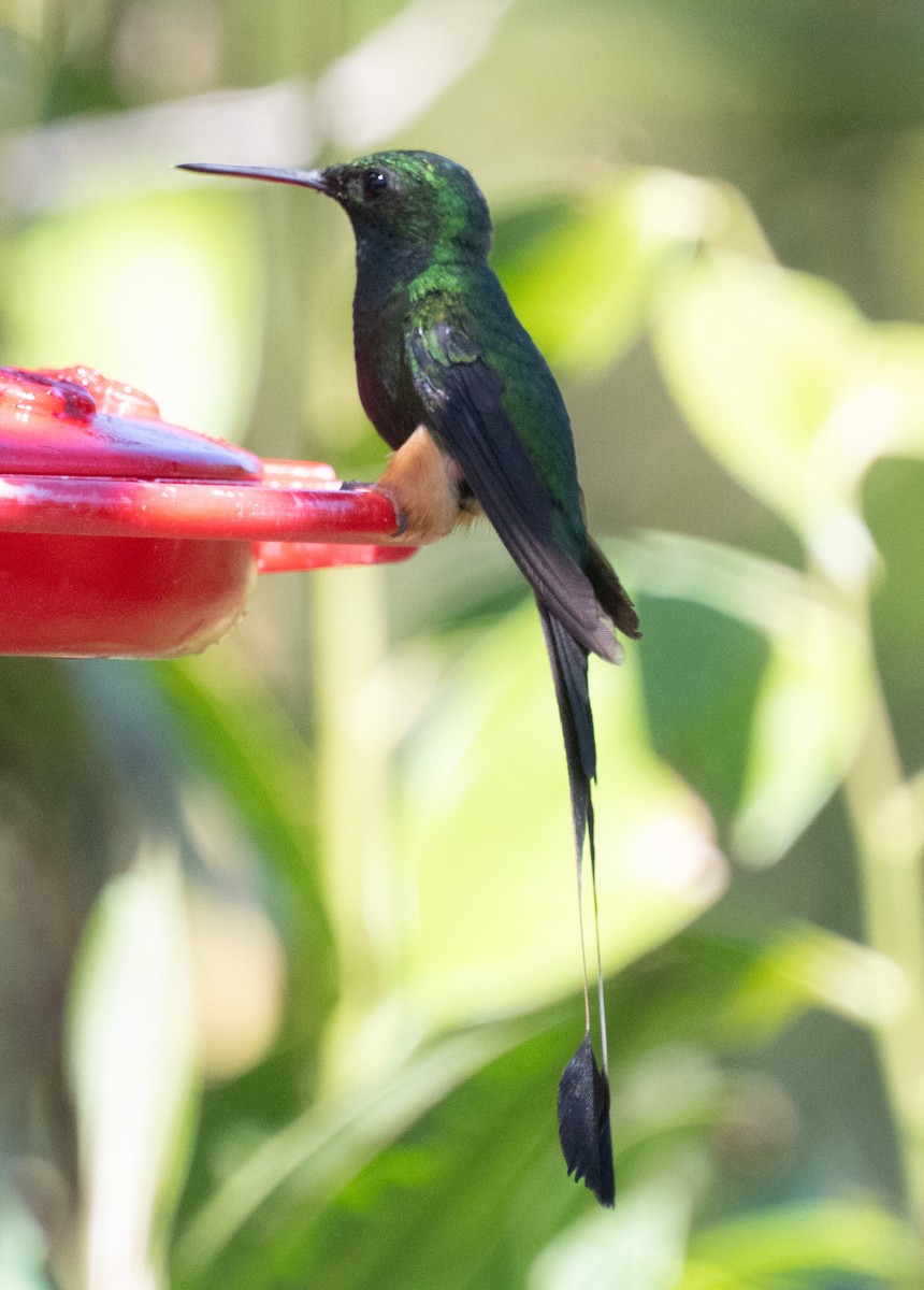 Peruvian Racket-tail - ML645353077