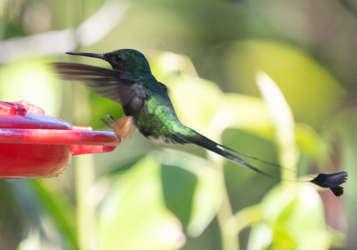 Peruvian Racket-tail - ML645353078