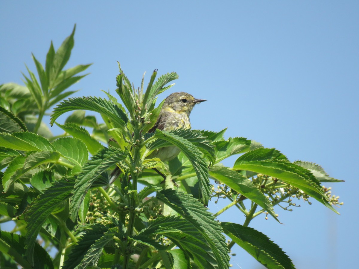 ホオアカアメリカムシクイ - ML645353079