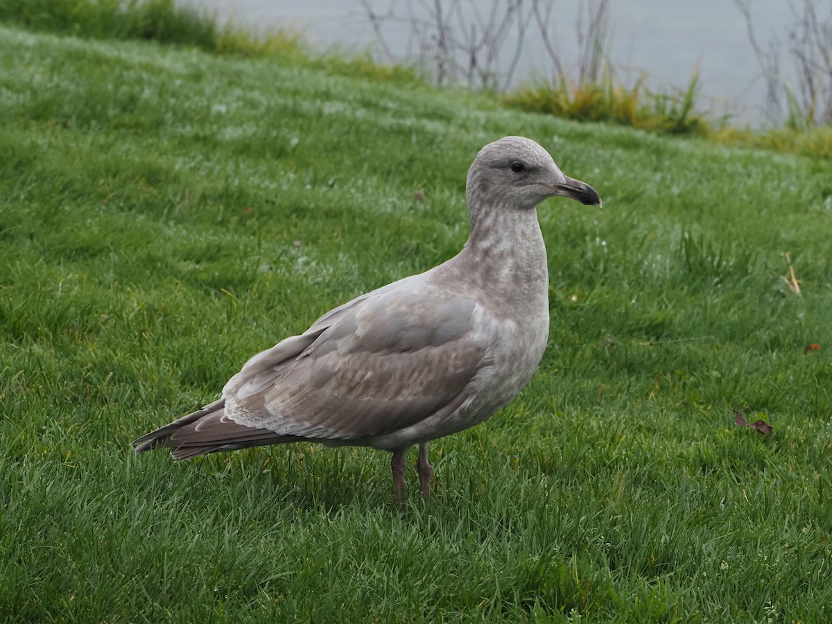 Western x Glaucous-winged Gull (hybrid) - ML645353082