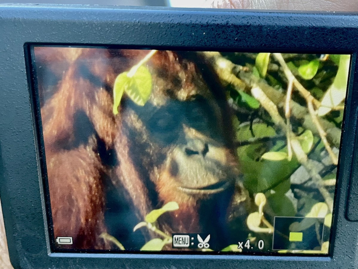 Animals - ML645353084