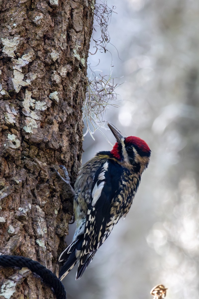 Yellow-bellied Sapsucker - ML645353087