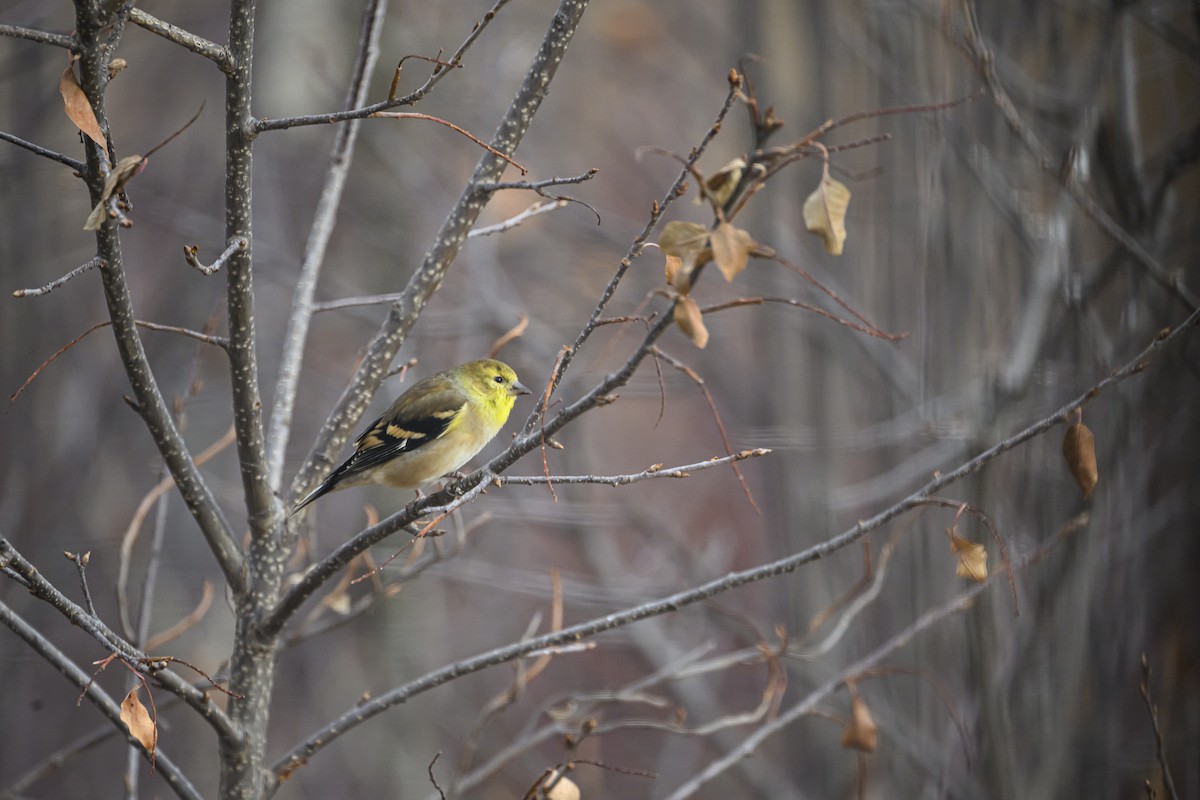 American Goldfinch - ML645353088