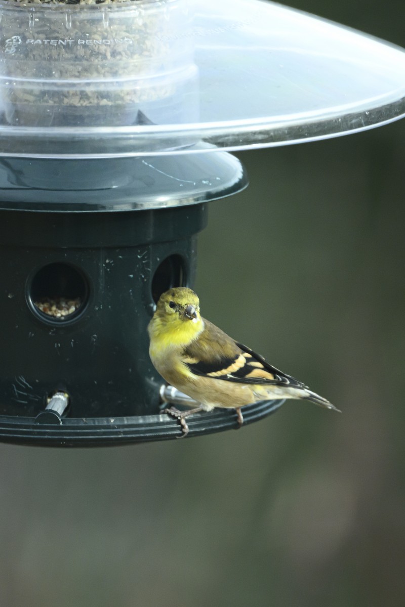 American Goldfinch - ML645353089
