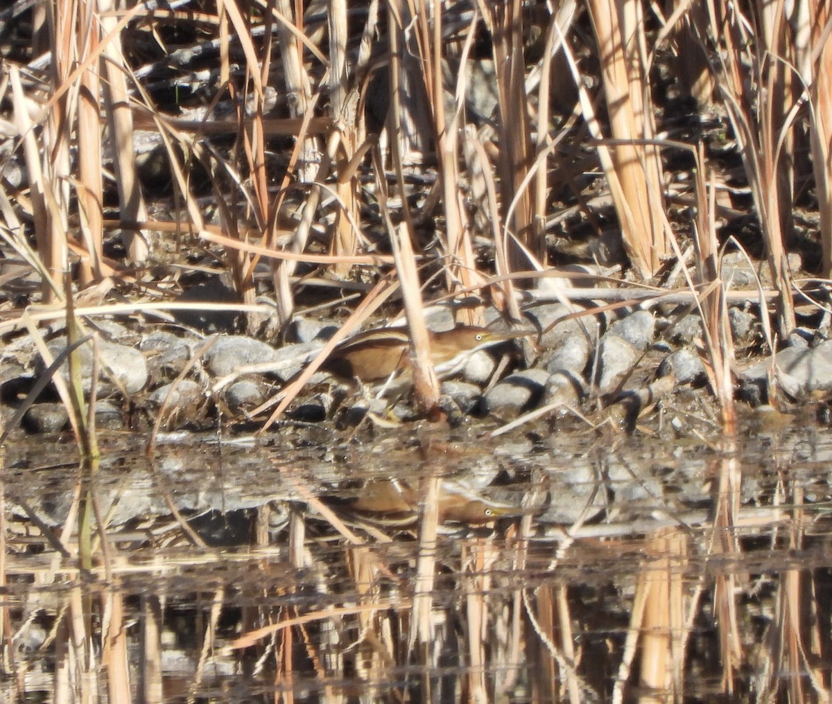 コヨシゴイ - ML645353096