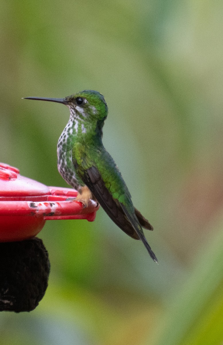 Peruvian Racket-tail - ML645353098