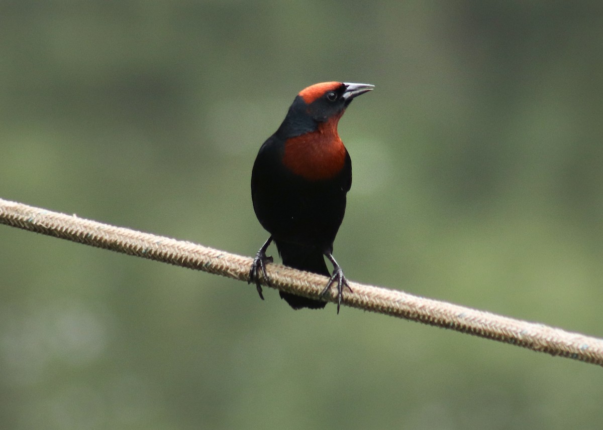 Chestnut-capped Blackbird - ML645353104